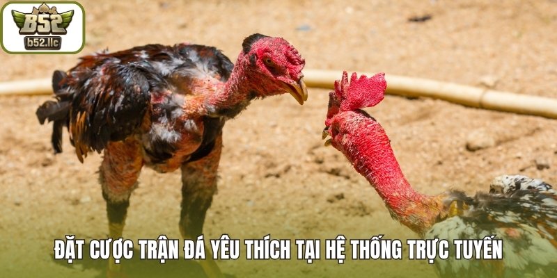 Đặt cược trận đá yêu thích tại hệ thống trực tuyến